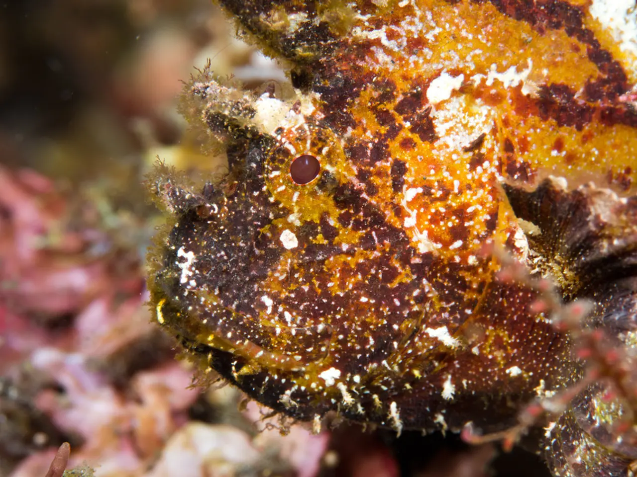 Expanded Mirrorless Macro Lenses from Nikon and Canon, Now Optimized for Underwater Photography