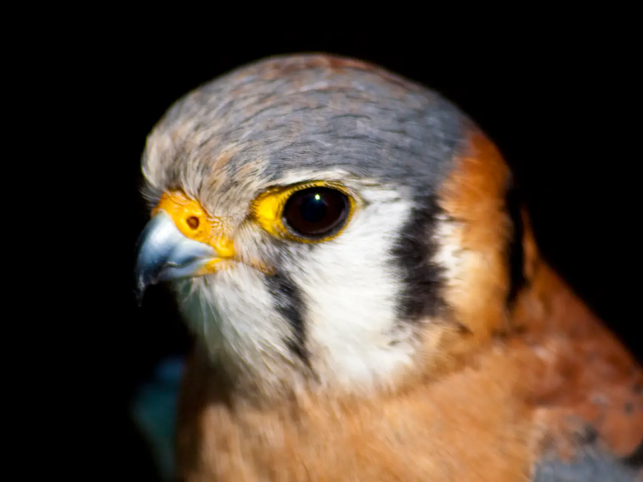 Image Compression Format Focused on Feathered Creatures: AVIF