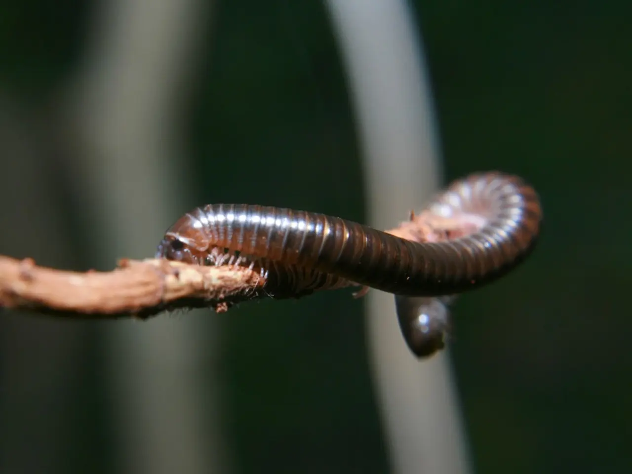 Worms City broadens digital services available to its residents online