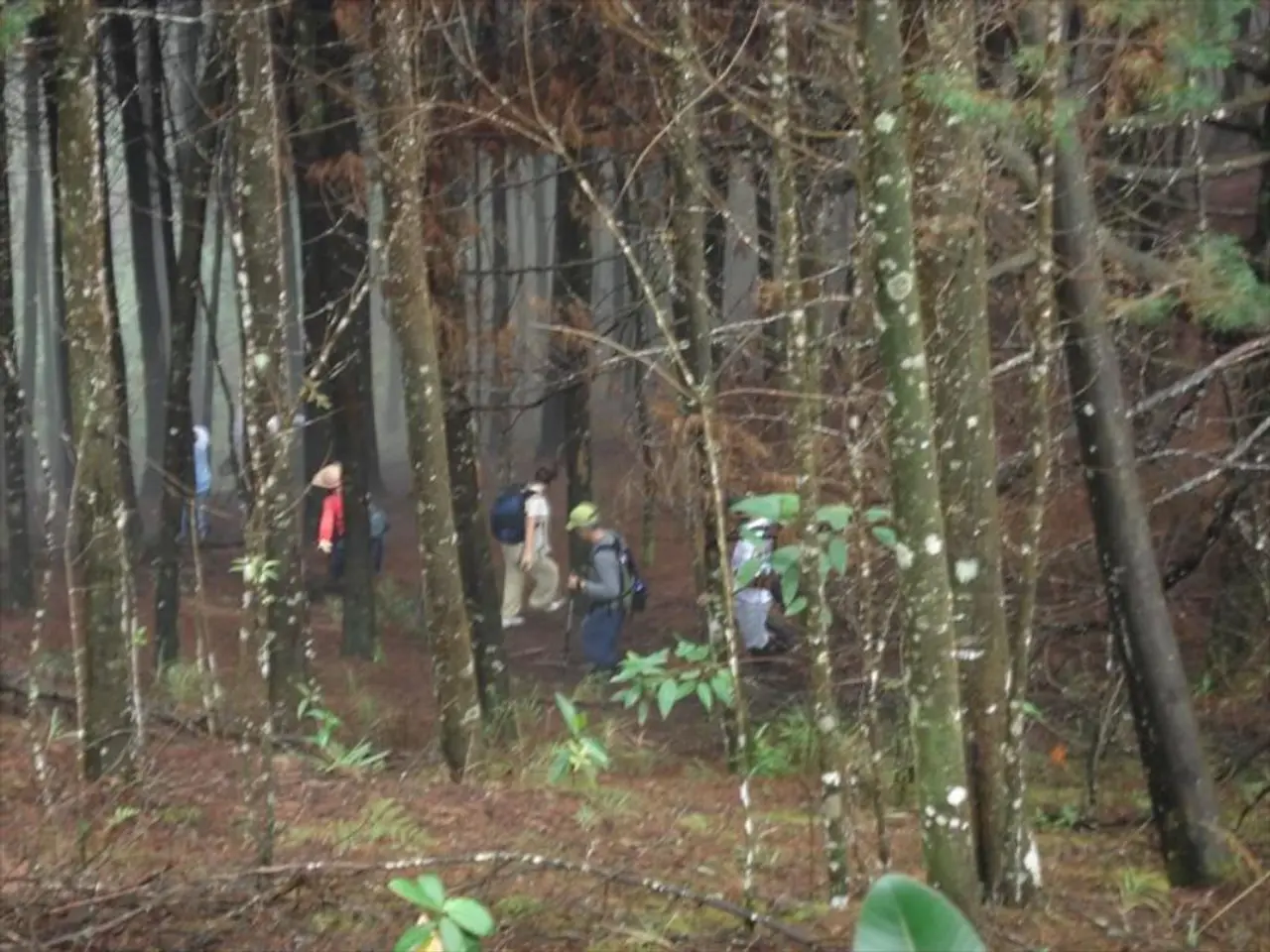 In the image there are plenty of trees and a group of people walking on the land in between those...