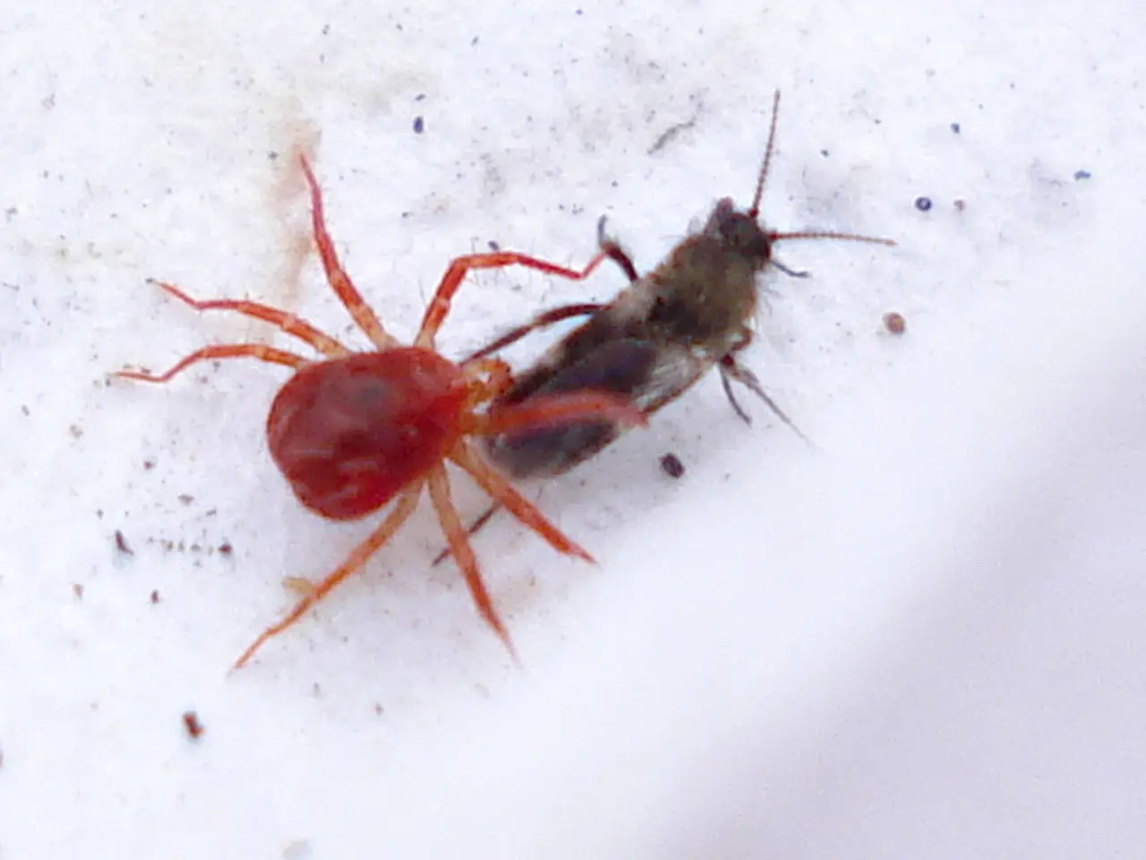 Here in this picture we can see an insect present on the floor.