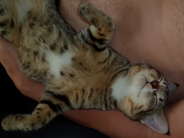 AI-Equipped CatLog Collar Alerts You When Your Feline Appears Stressed