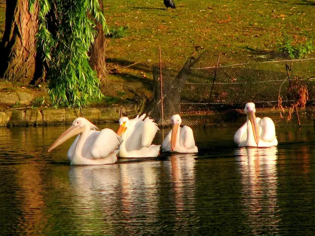 Interpreting English Language Analyses