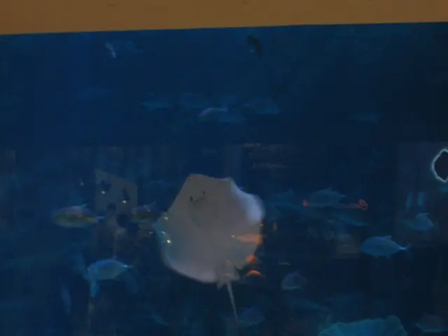 Simplifying and Stabilizing Reef Tank Lighting through the BRS/WWC System - BRStv's Episode 11