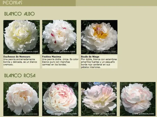 Fifteen Complimentary jQuery Slider and Carousel Tools Available