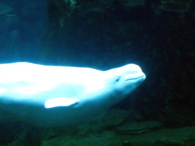 Top-Notch Submarine Snaplight in Action