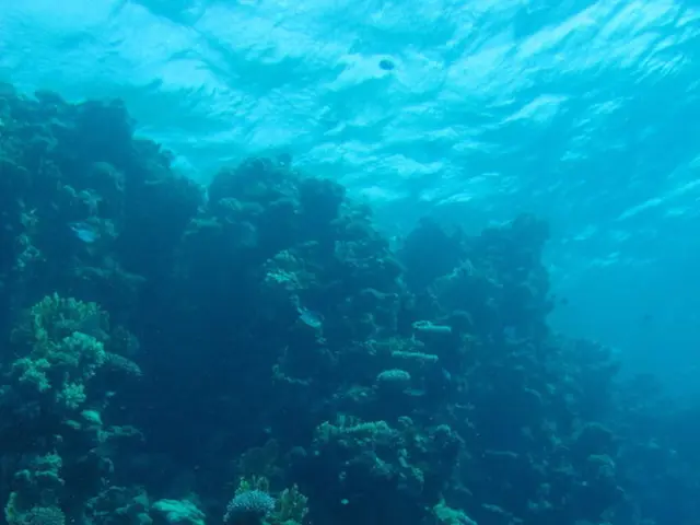 Secures Additional Financing to Expand Seaweed Technology for Methane Reduction, with Provectus...