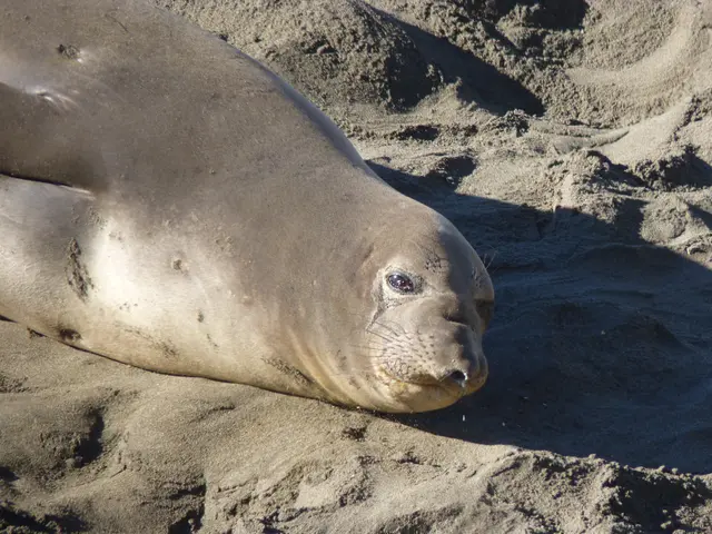 Obtaining and Applying EPREL's Electronic Seal: Guidelines Explained