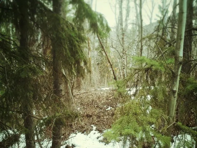 Advanced Image Creation and Editing Tool Introduced by Black Forest Labs: FLUX.1 Kontext