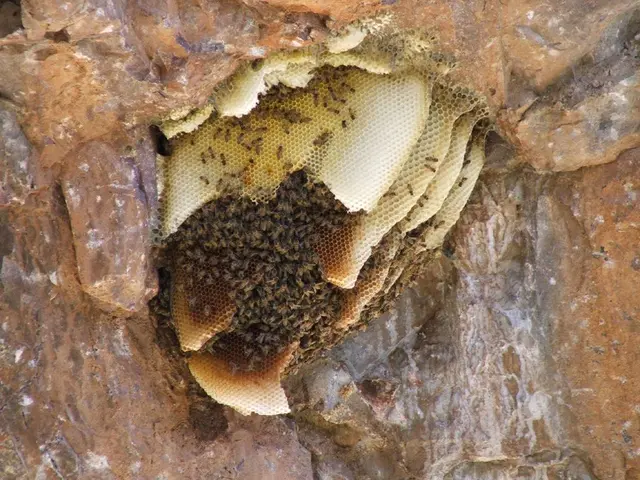 Excitement resurges in Wild Swarm Triple Hive, as Push Gaming takes charge