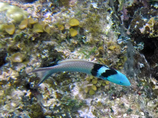 A Space-age fish, reminiscent of a sci-fi creation, caused a commotion following its showcase on...