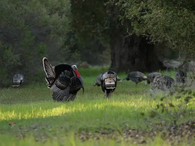 A potential Turkey-UK trade agreement may set a precedent for global cooperation: Ambassador