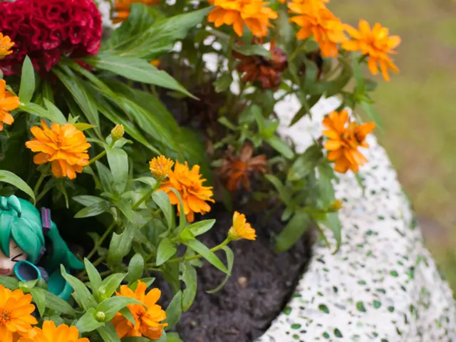 Close-up image of Oxytricha trifallax observed under a scanning electron microscope.