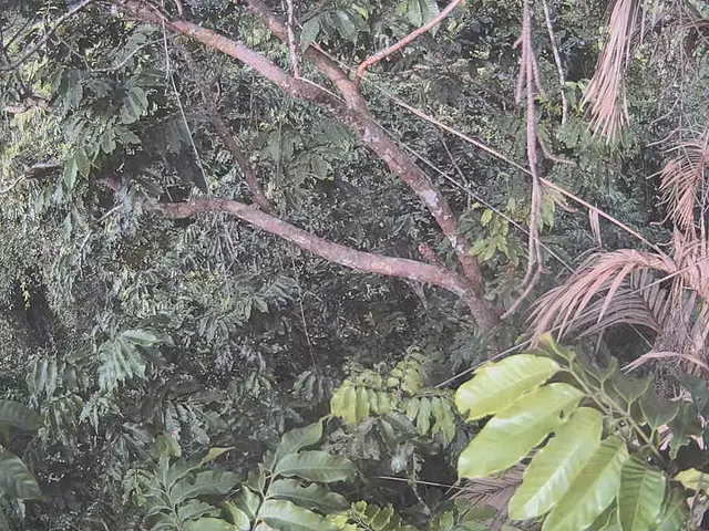 The Cataclysmic Downfall of Palm Oil Industry