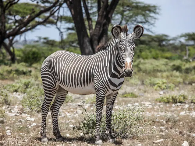 "Resurrecting colossal moa birds in a decade: De-extinction enterprise asserts ambitious plan"