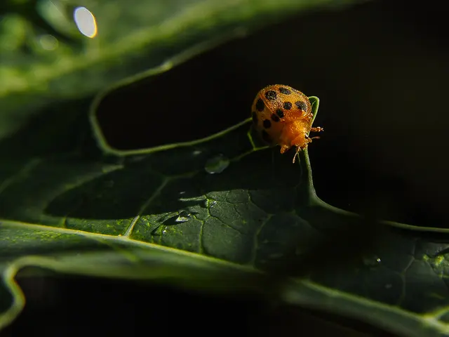 Developers of Helldivers 2 swiftly implement a patch laden with fixes following the studio's "Super...