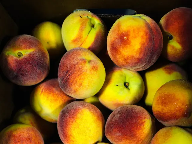 United States to receive another $100 billion investment from Apple, with President Trump set to...