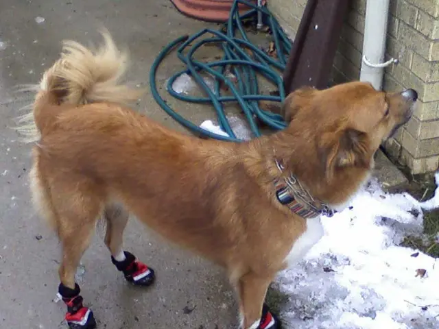 Forecast Indicates Potential Dogecoin Value Reaching $2.35