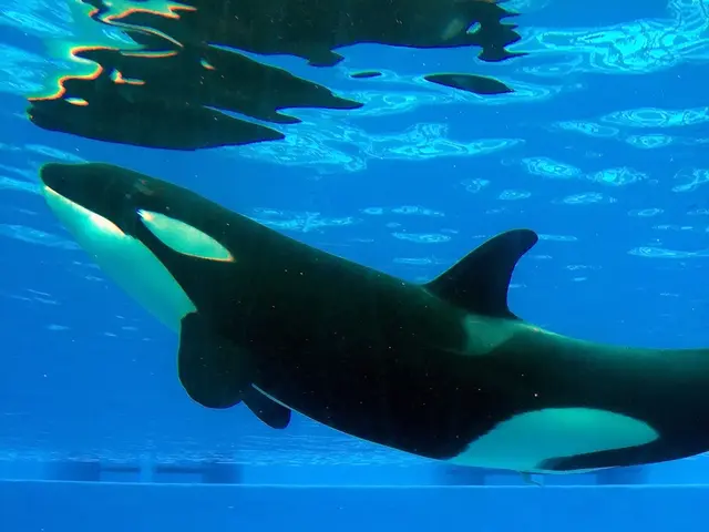 contemporaneousspecialists unearth a mammoth ancient blue whale fossil, surpassing the dimensions...