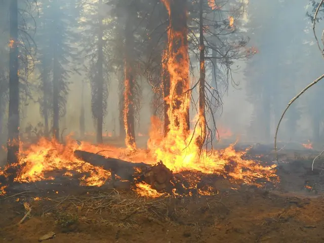 Enhancing forest fire resilience in a warmer climate