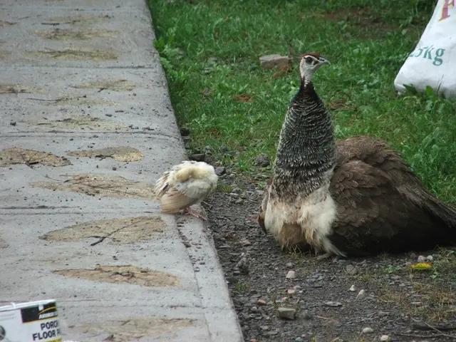 Peacock's Pricing: Breakdown of the Streaming Service's Costs