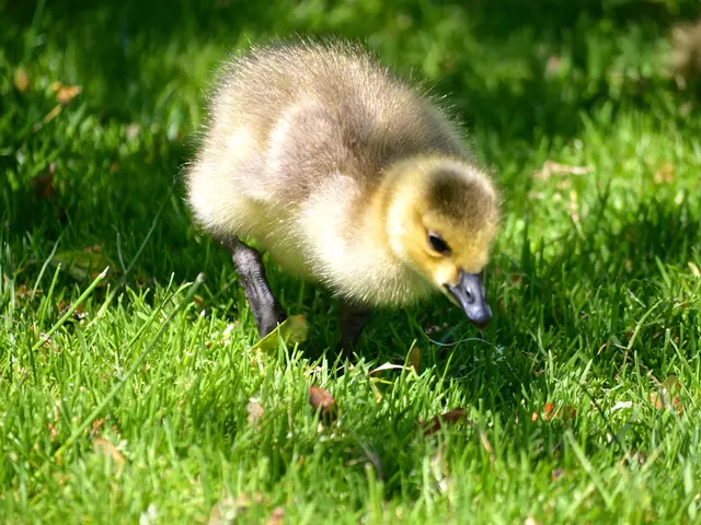 BlackRock Plans to Submit Application for an XRP Exchange-Traded Fund Following Ripple Legal...