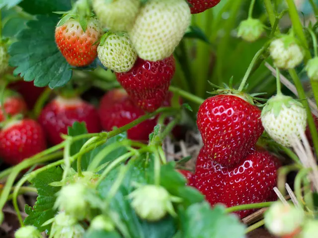 Robotics company Saga secures $11.2 million funding to grow its fleet of UV-C light-emitting bots,...