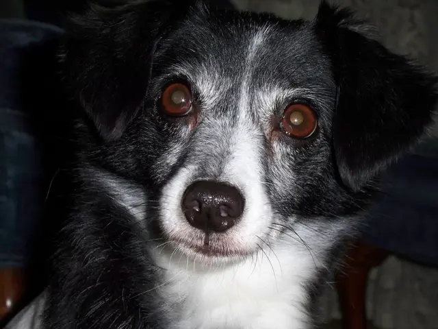 Swift vision challenge: Catch the hidden dog in 7 seconds - sharp-eyed individuals only