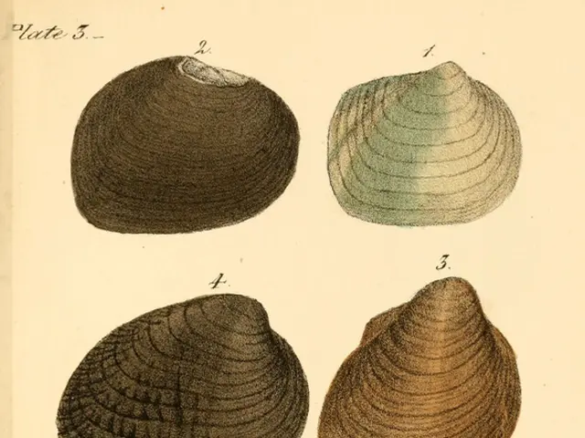 Notification Regarding Alteration in Silhouette Legacy Renewal Procedure