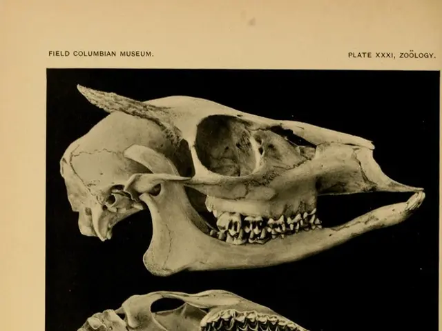 Researchers Successfully Replicate Phonetic Sounds of 3000-Year-Old Egyptian Mummy Utilizing a 3D...