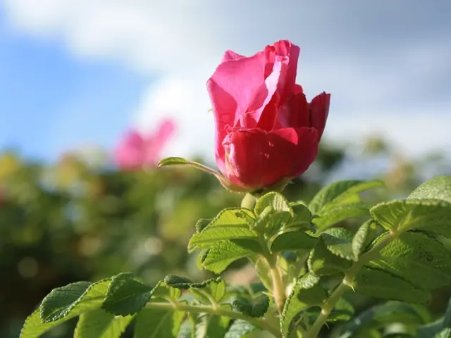 Hadoop Distributed File System (HDFS): A File System Implementation for Hadoop