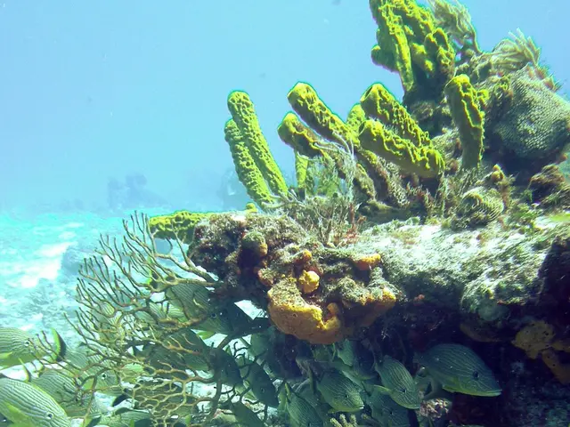 Upgraded Underwater Photography and Videography Gear in 2020