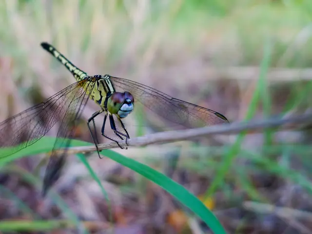 Skyrim Modder Embraces Mirror's Edge-Style Parkour, Enticing Stealth Archer Playthrough with...