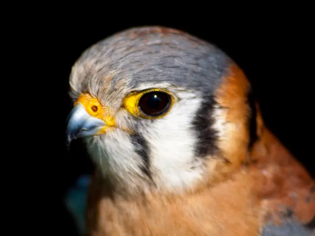 Exceptional Bird Photography Lens: Unmatched Performance and Versatility