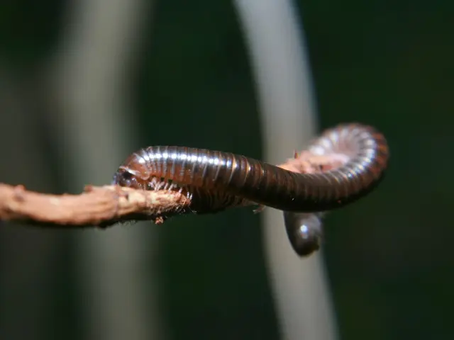 Worms City broadens digital services available to its residents online