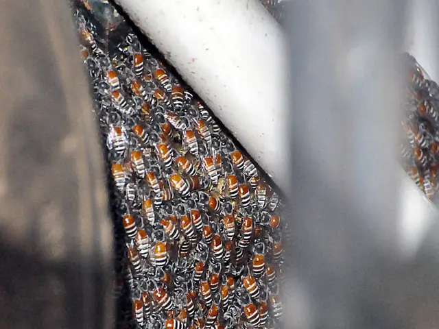 Comparing the Advantages and Disadvantages of HoneyBook versus Alternative Client Management...