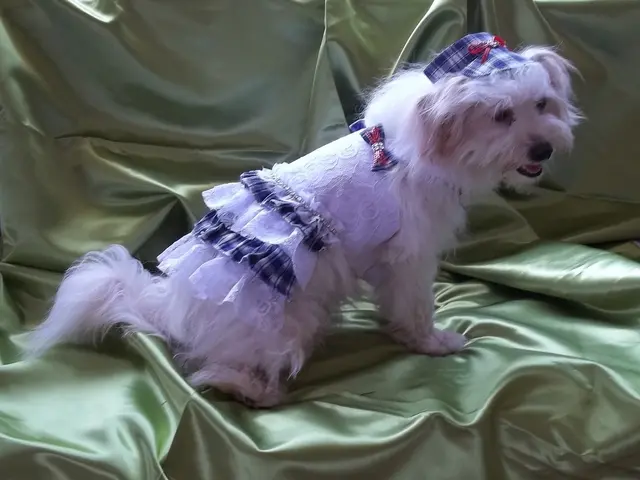 In this image, I can see a dog with a costume and the dog is on a cloth.