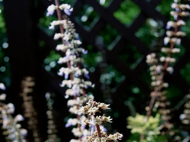 In this picture there is a small flower plant in the front. Behind there are some green leaves and...