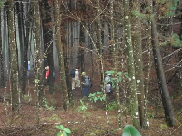 In the image there are plenty of trees and a group of people walking on the land in between those...