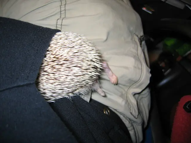 In this image there is a pet inside the pocket of a person's hoodie.