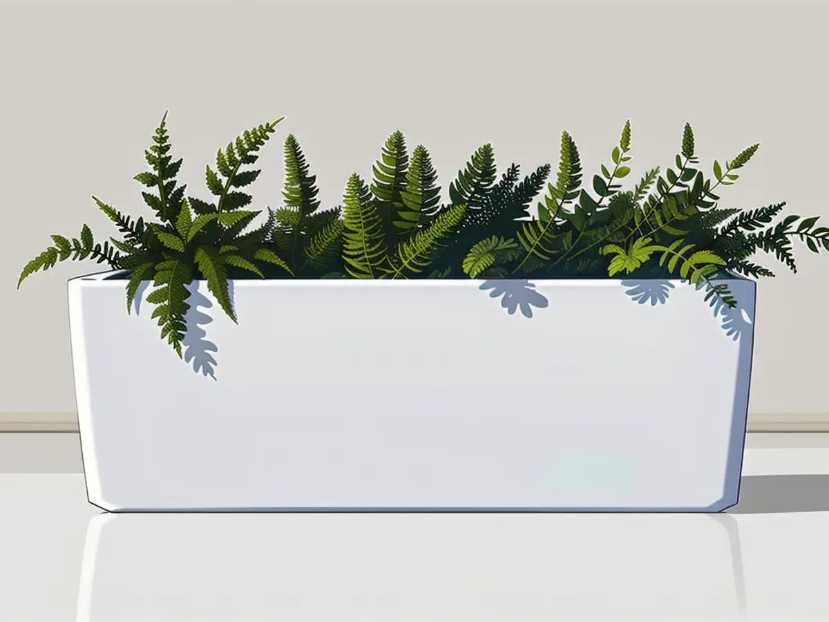 A living evergreen plant housed in a straightforward, rectangular white container, perfectly suited for home embellishment or present-giving.